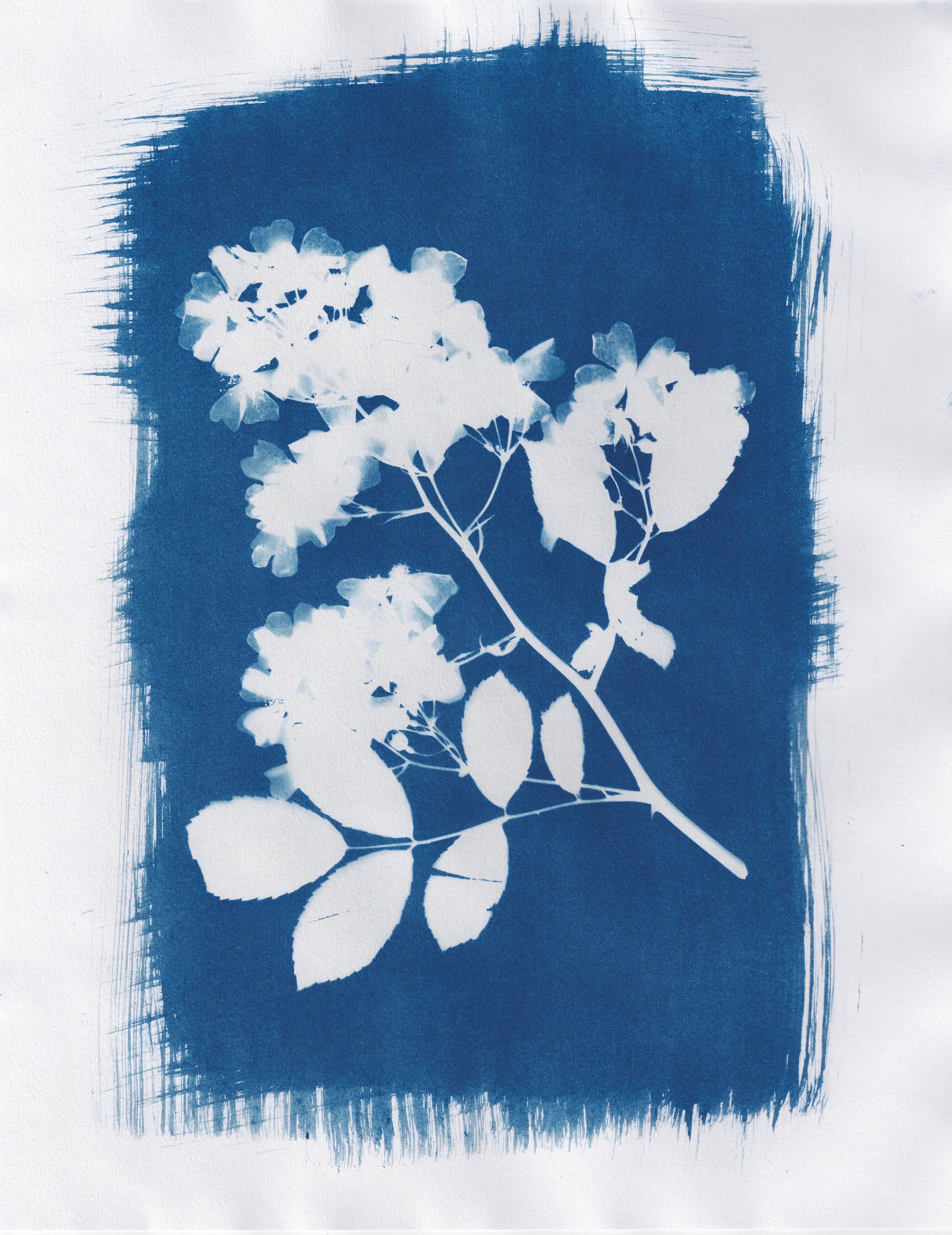 Blackberry cyanotype showing the exposure and development process